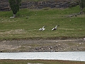 Patagonie 170